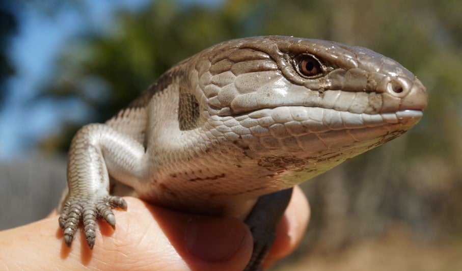 photo of skink lizard