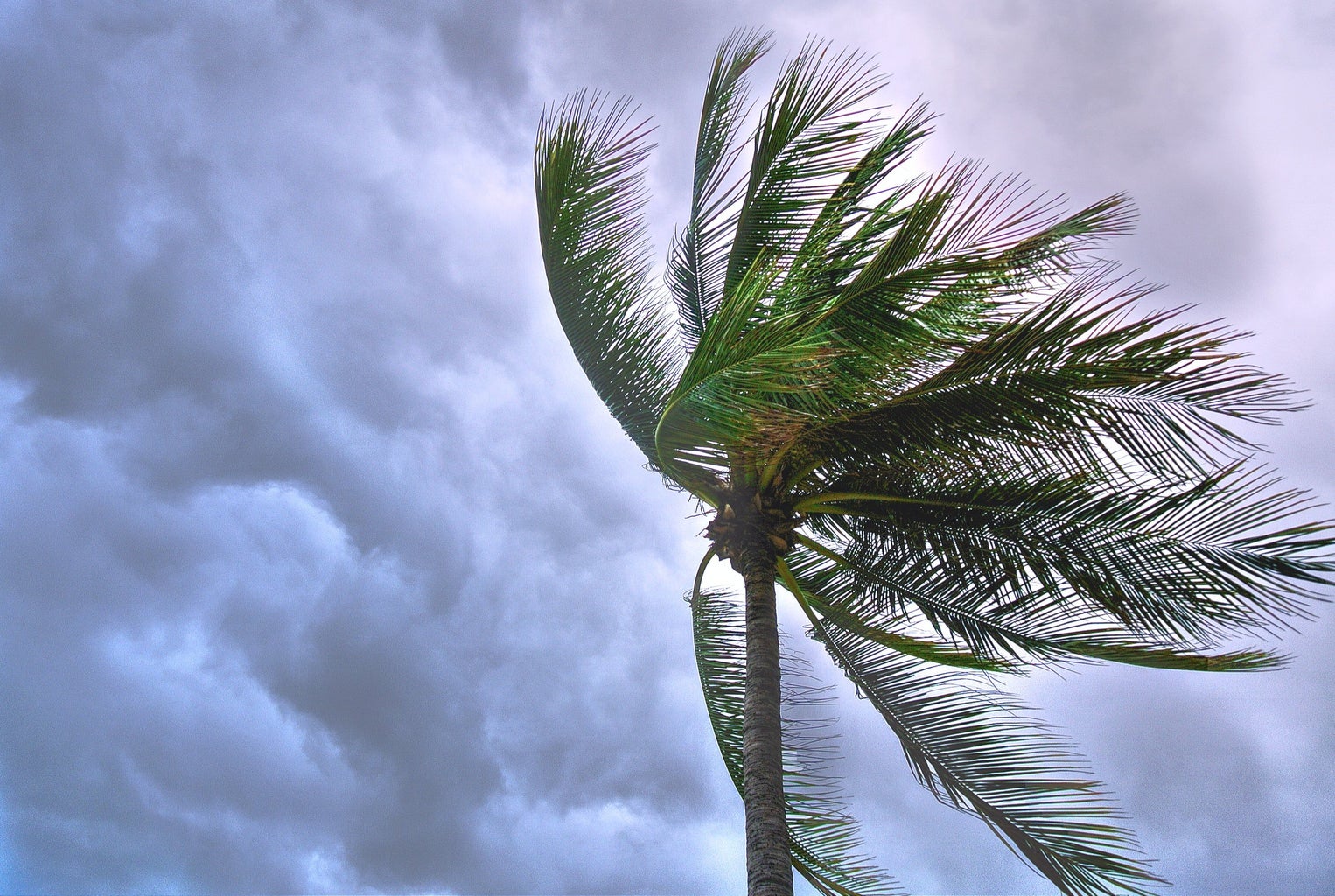 Palm tree in front of stormy sky