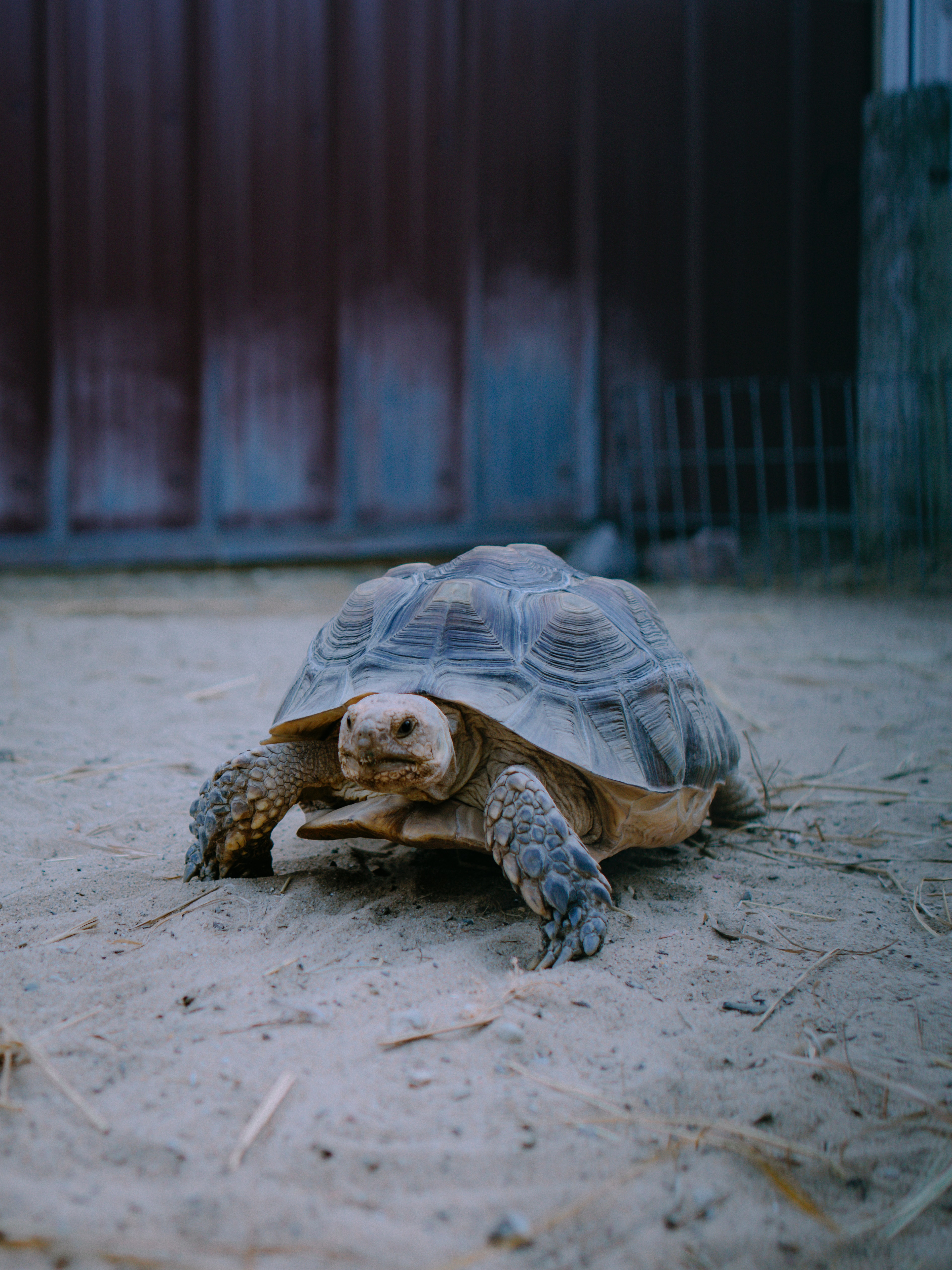 brown turtle on grey concrete