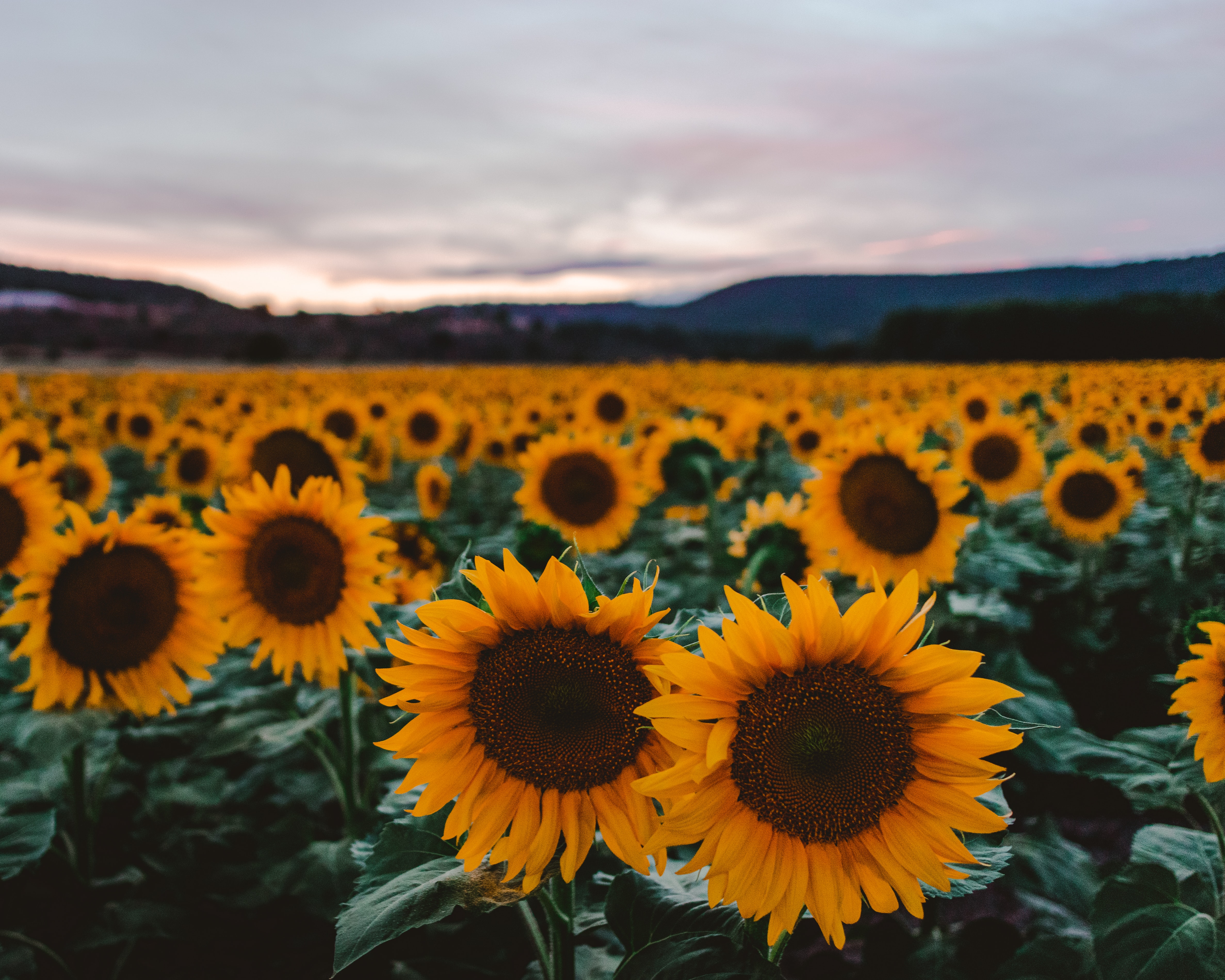 sunflower field