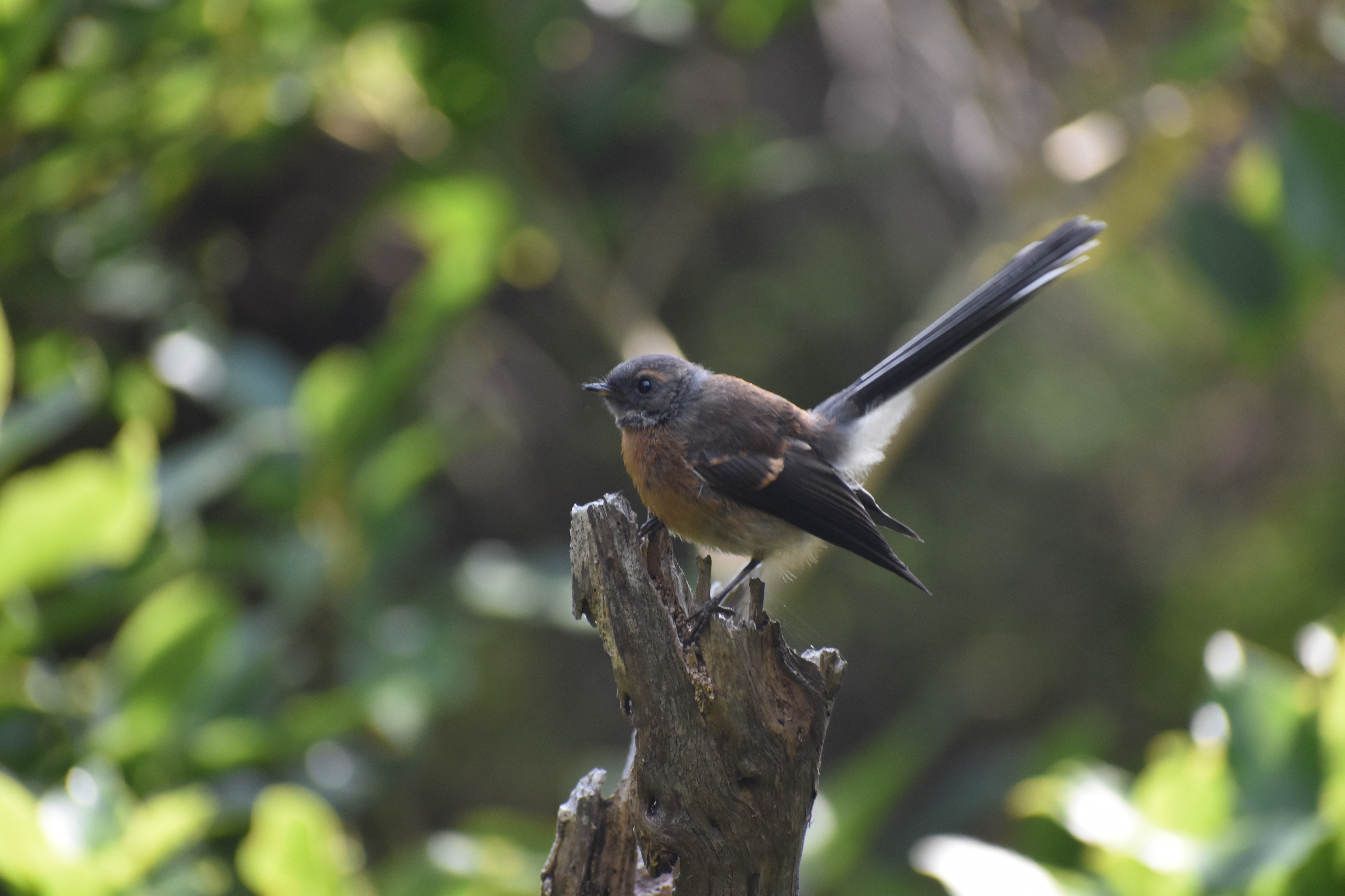 dsc 0156jpg by Samantha McGlothin self