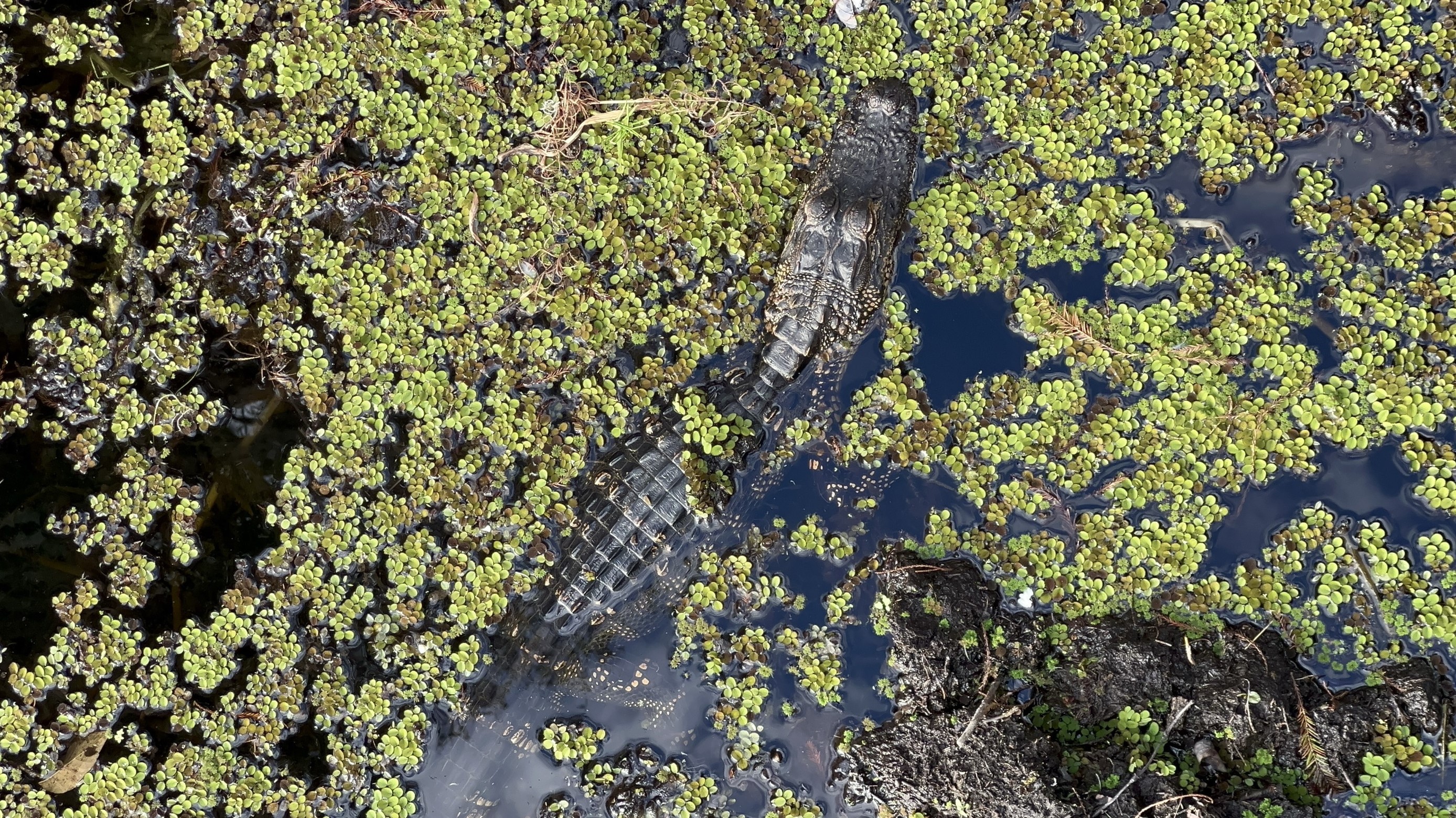 gatorjpg by Carolina Gutfreund?width=698&height=466&fit=crop&auto=webp&dpr=4