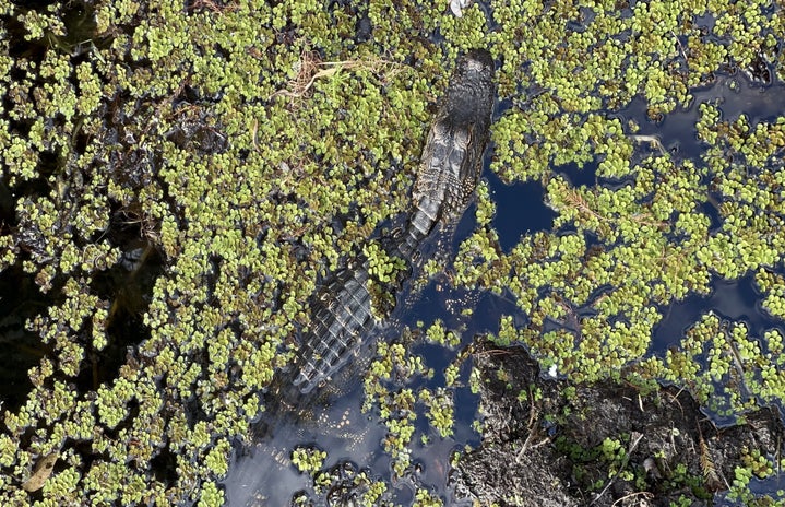 alligator at lettuce lake park in tampa, fl