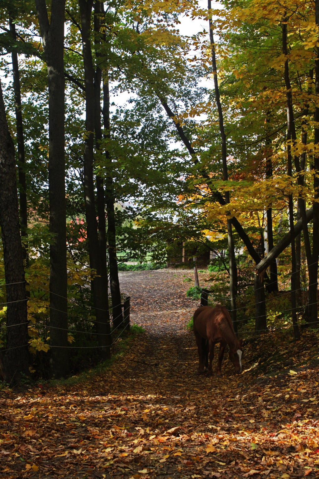 Chestnut Horse on a path