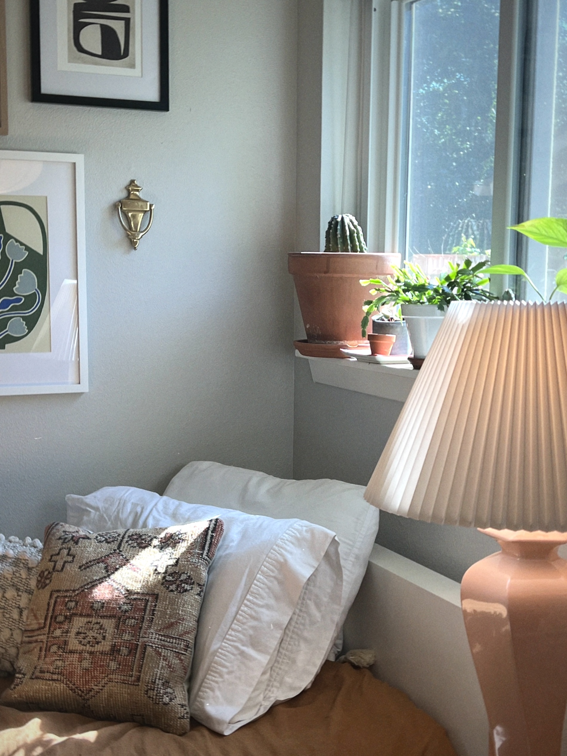 dorm friendly plants
