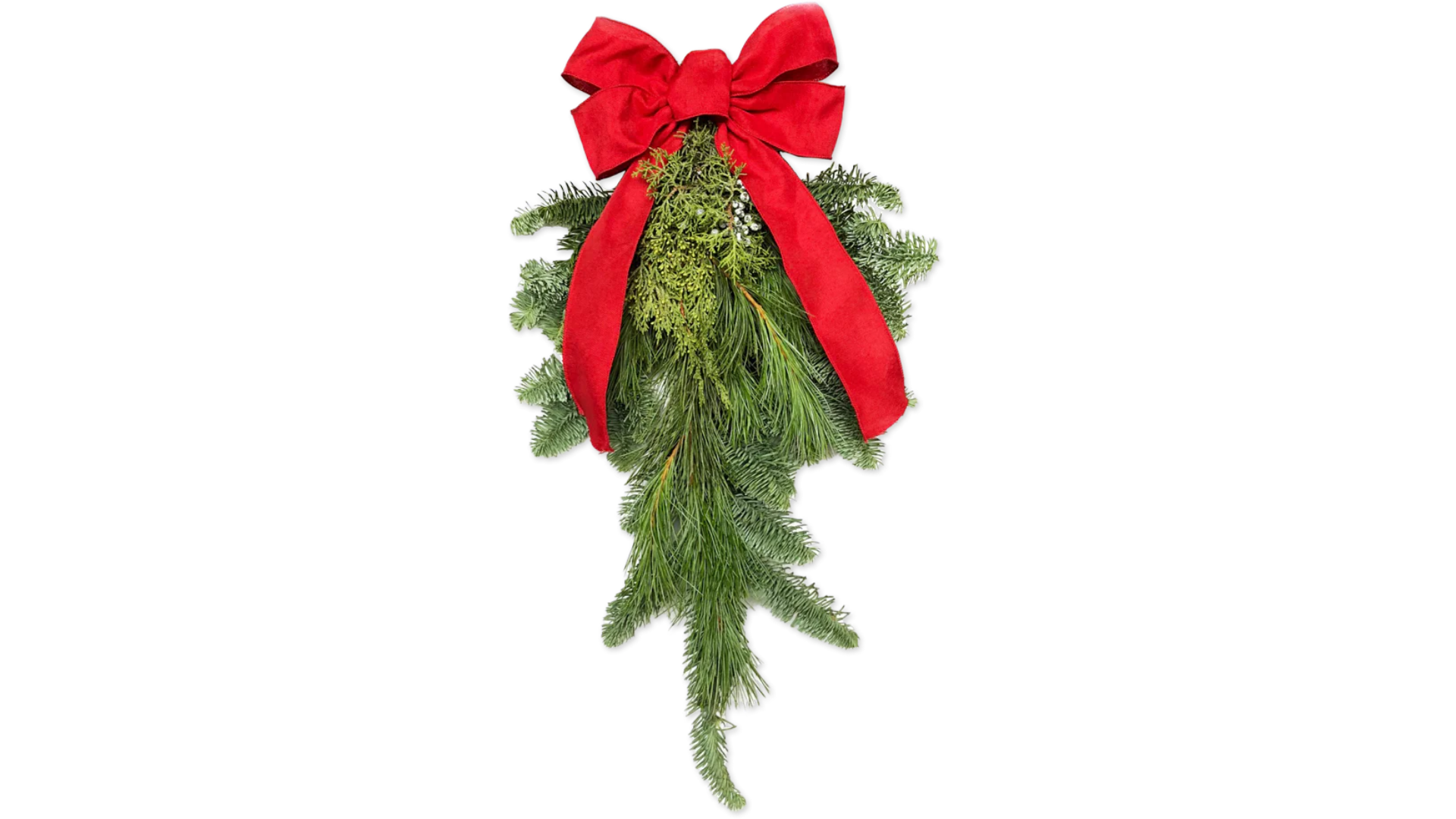 trader joes holiday plants 2024