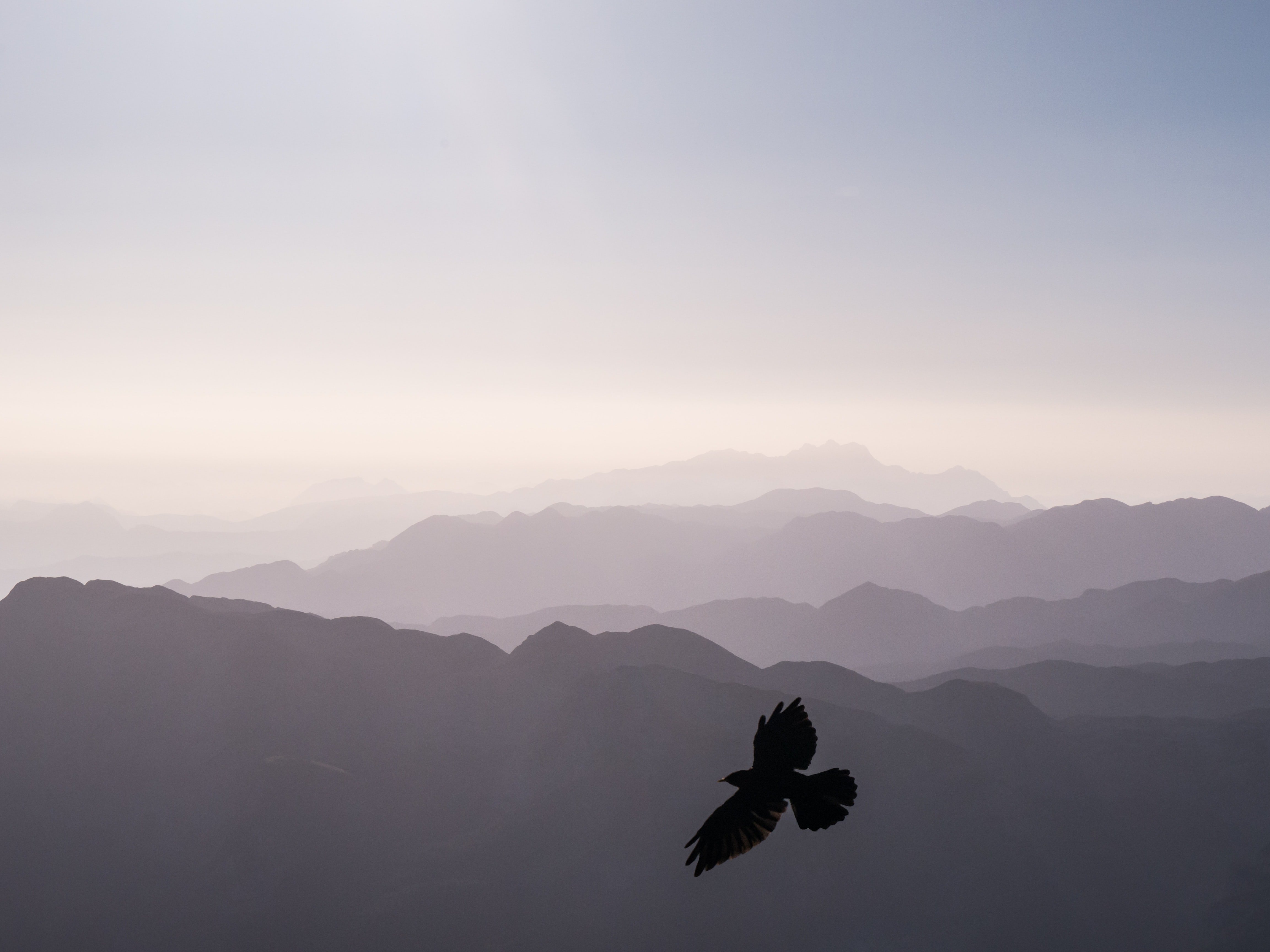 bird flying above mountains by Colin Moldenhauer