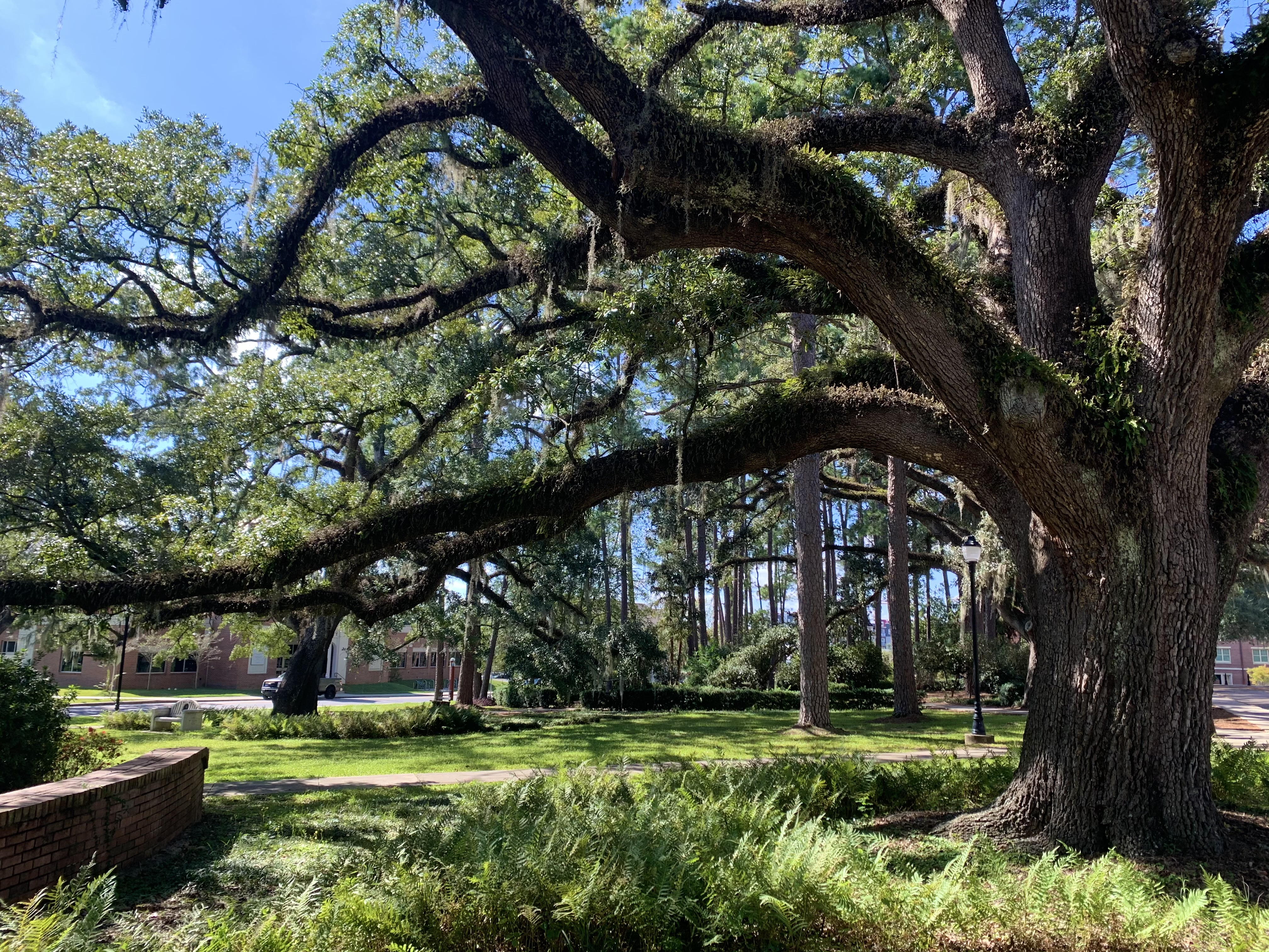 Greenery at Florida State University.