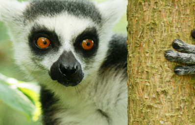 Lemur Picture from Canva