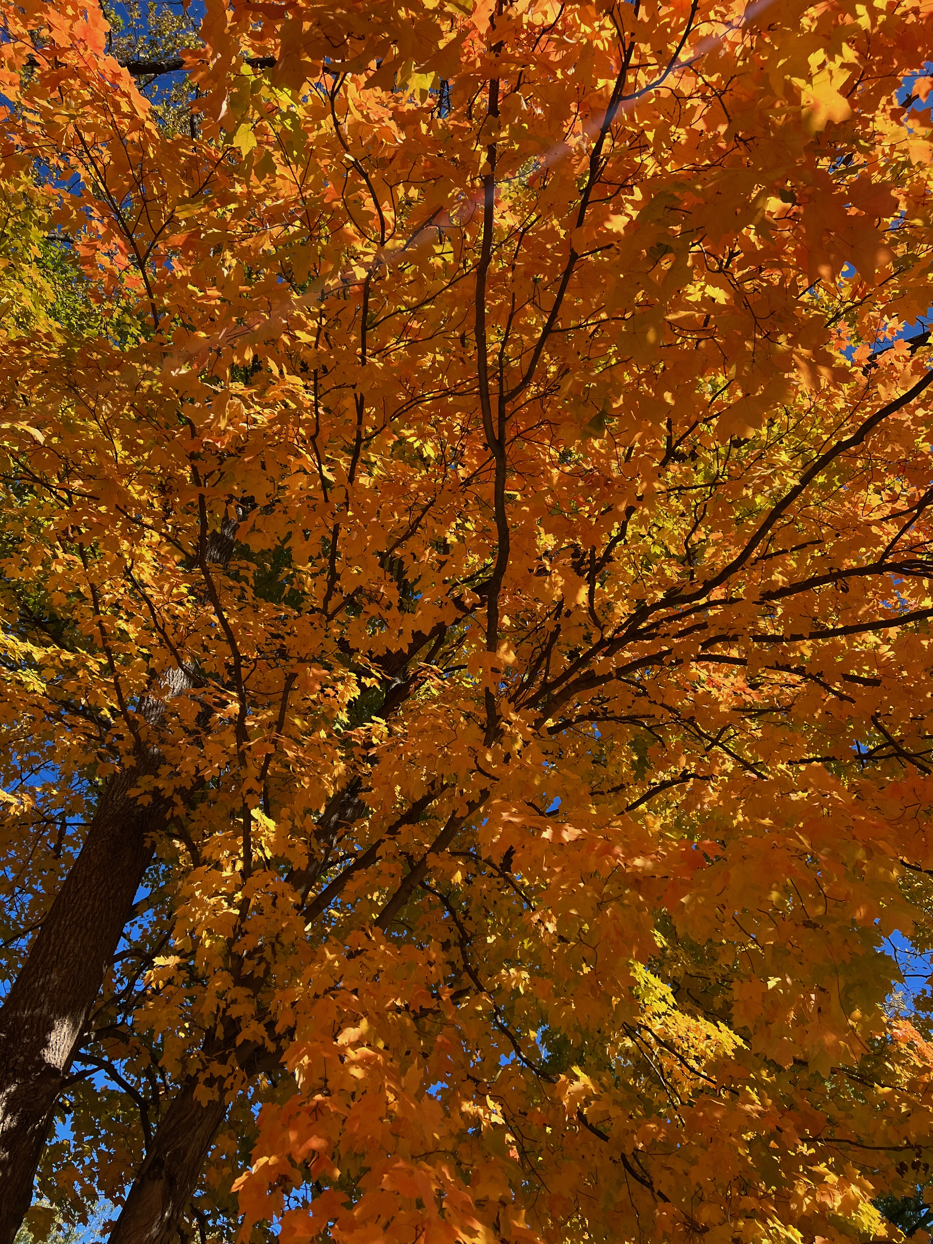 orange leaves on a tree in the fall