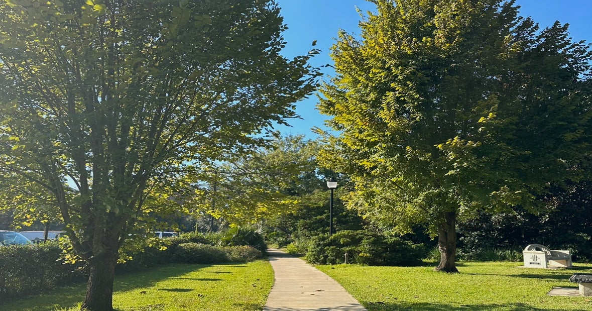 My Favorite FSU Trees