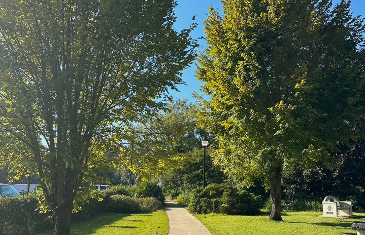 A path between grass and two trees