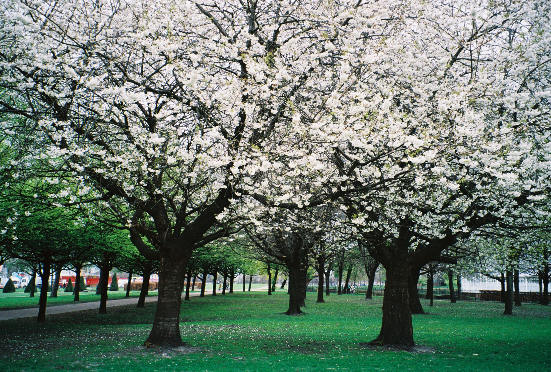 Glasgow Scotland trees park