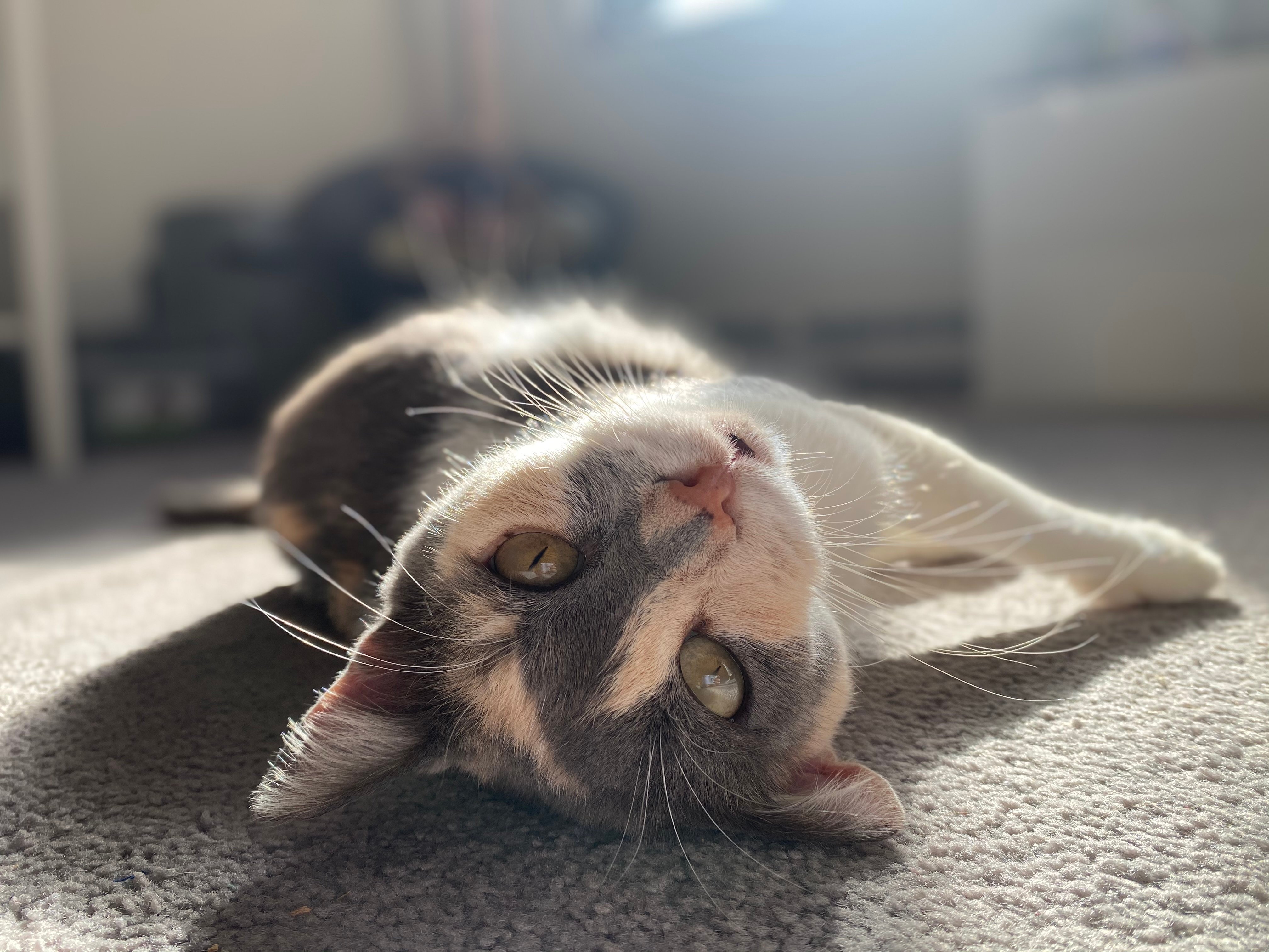 maple sun bathingjpegjpg by Carina Fresa