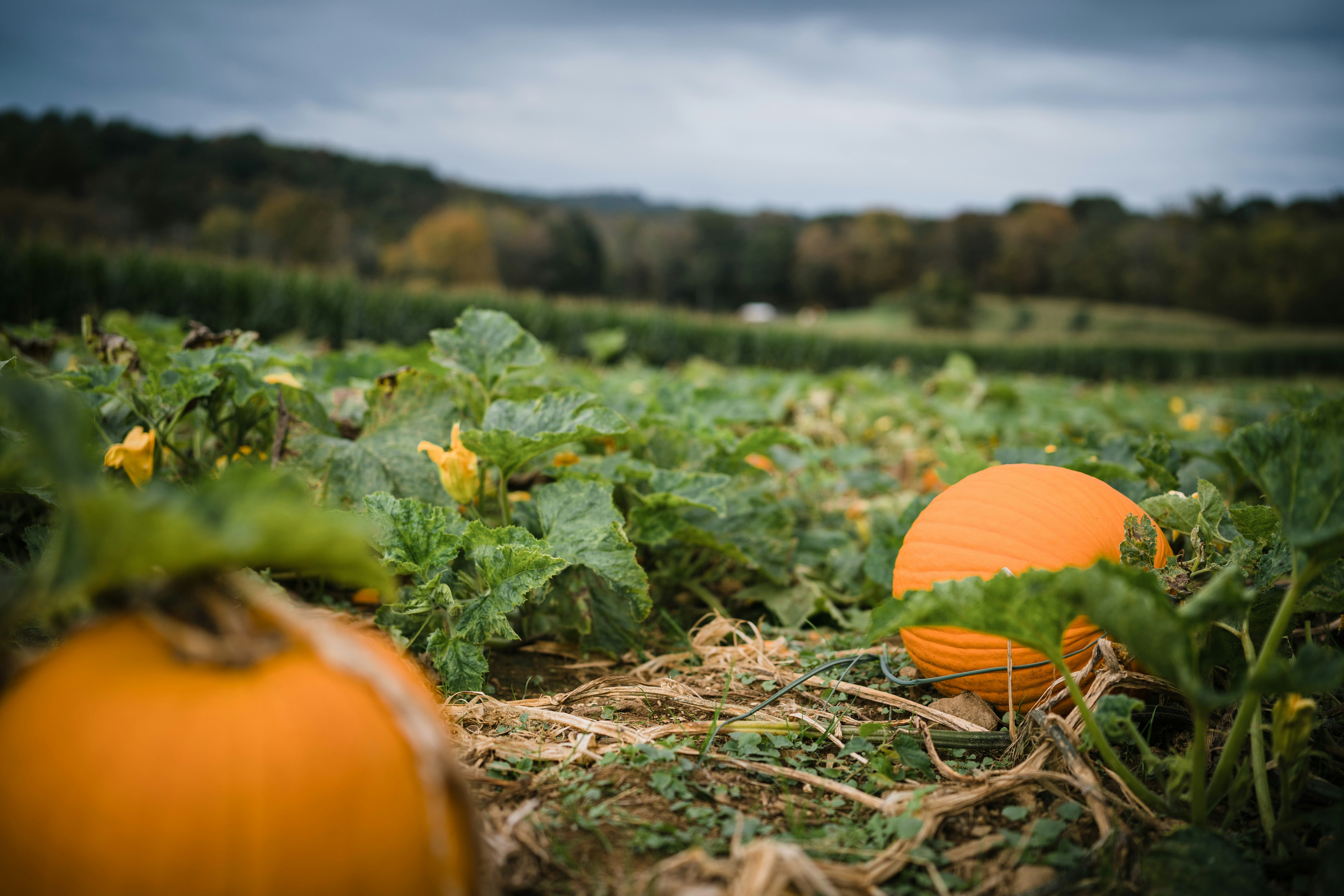 Pumpkin Field