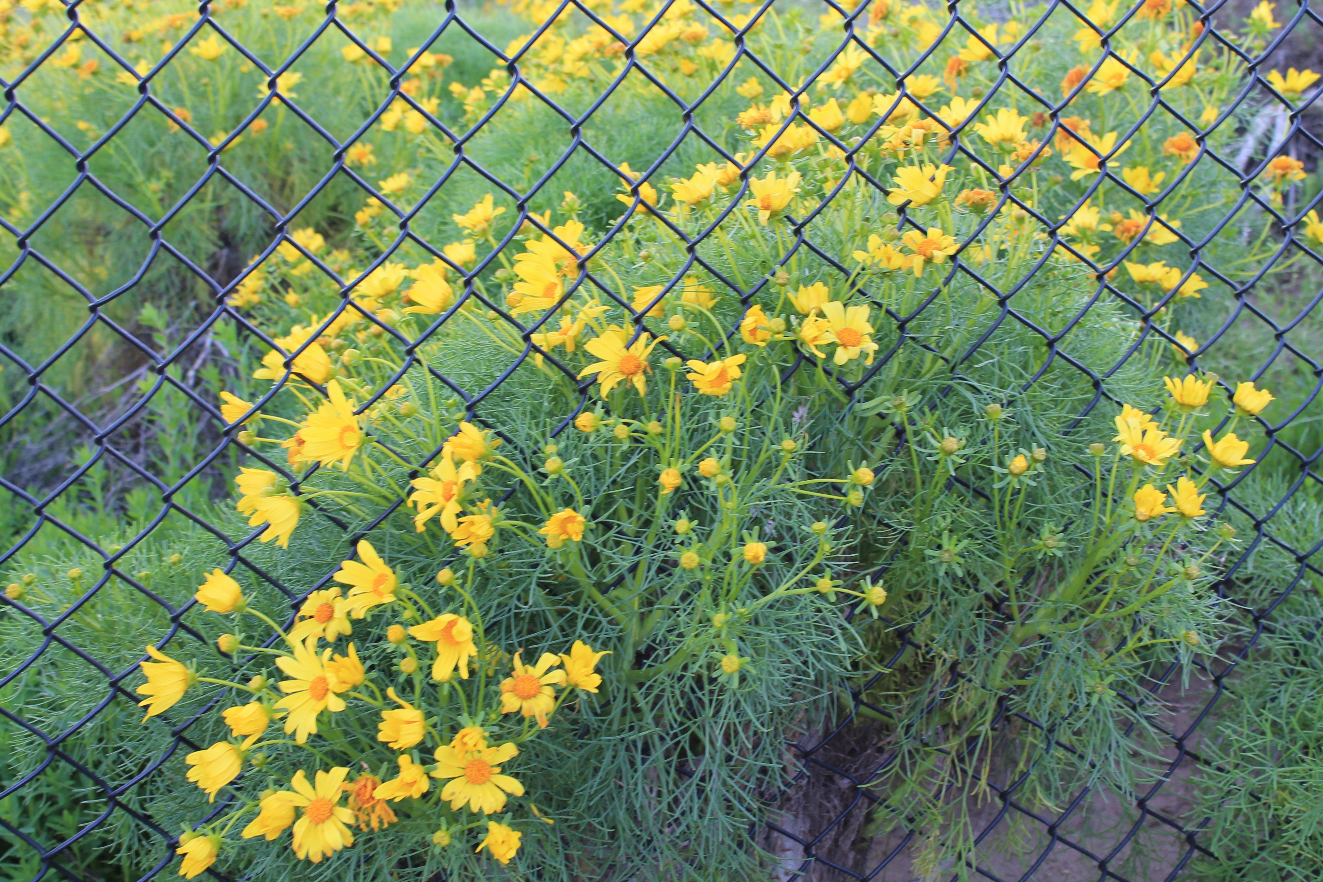 charlotte reader flowers fence bright summer happy fun?width=698&height=466&fit=crop&auto=webp&dpr=4