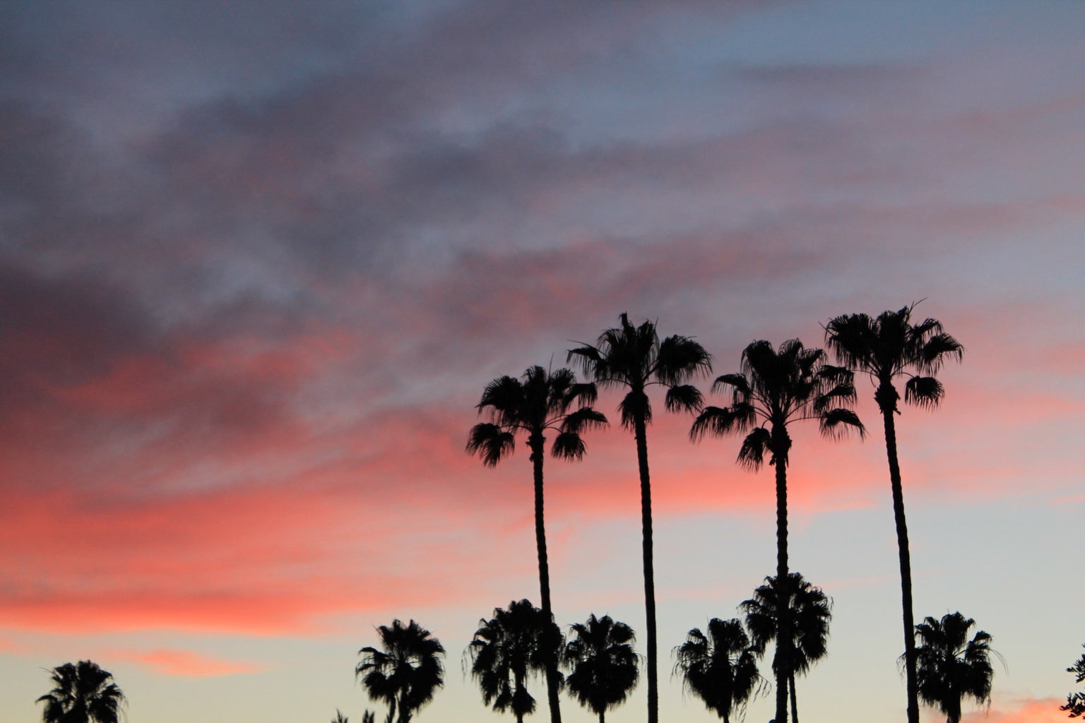 palm trees sunset pink sky fun adventure original