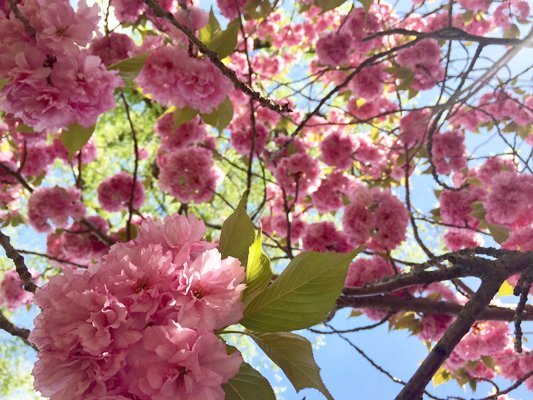 spring flowers pink summer warm weather season color bloom beautiful trees flowers life happy bright fun outside outdoors calm