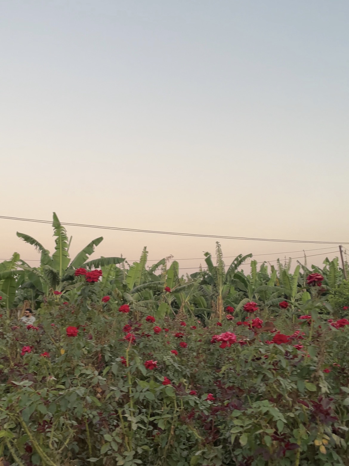 cairo red flowers, palm trees and sunset