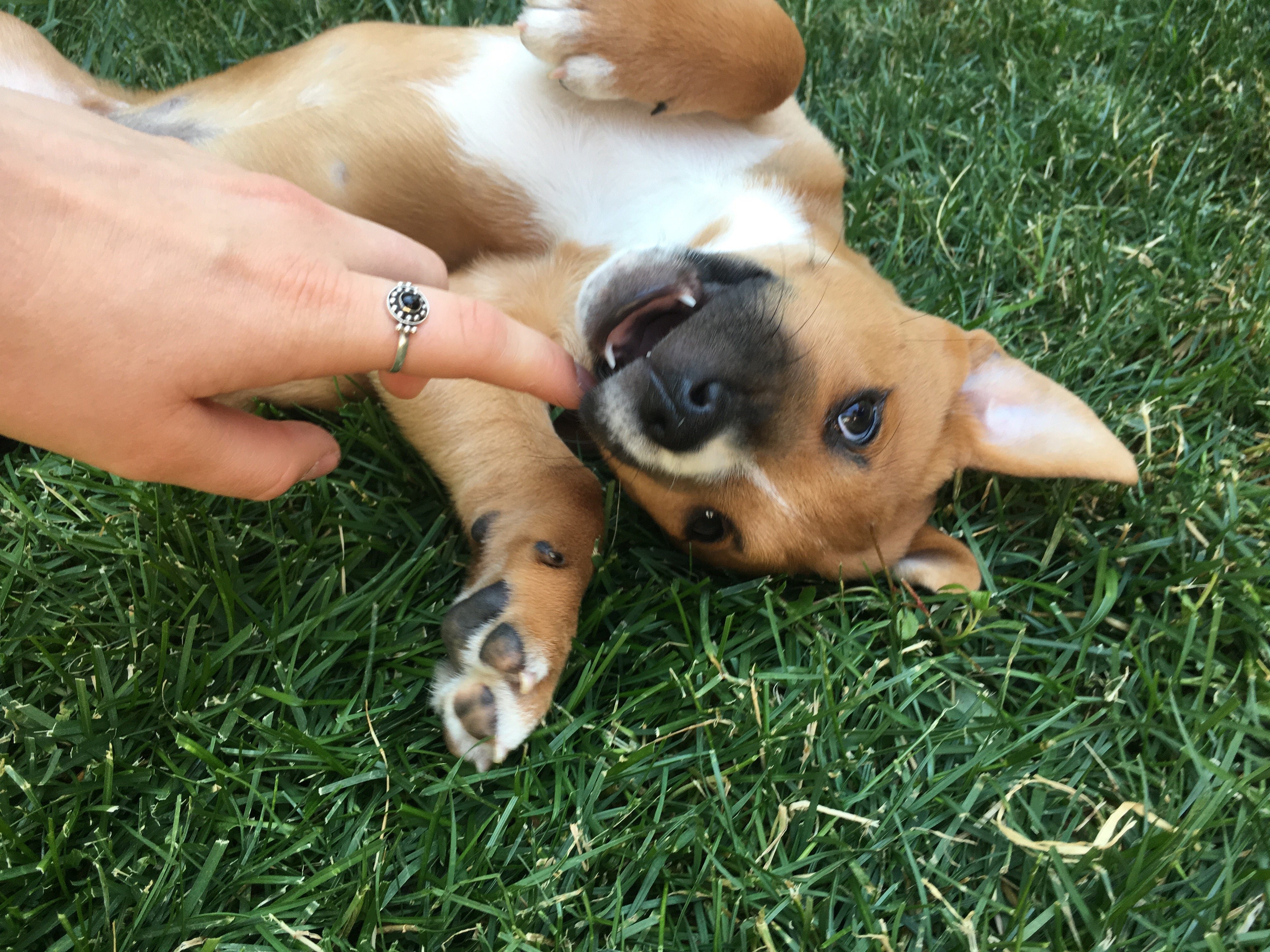 charlotte reader puppy hand fun ring summer hapy original?width=698&height=466&fit=crop&auto=webp&dpr=4