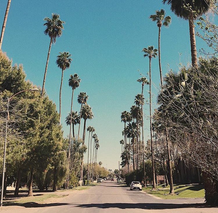 tessa pesicka palm trees california street blue skies?width=698&height=466&fit=crop&auto=webp&dpr=4