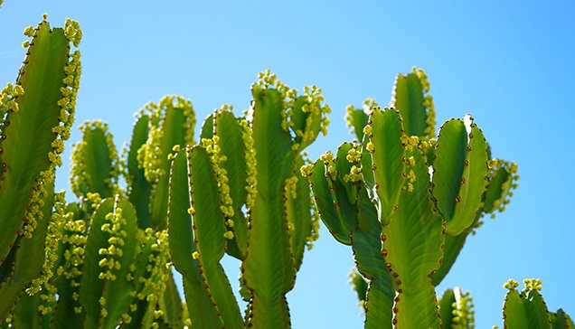 Cameron Smith-Cacti Blue Sky