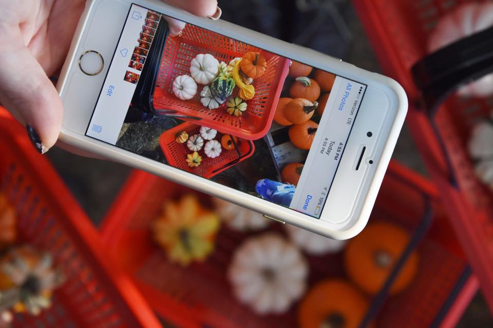 anna thetard iphone taking photo of pumpkins?width=698&height=466&fit=crop&auto=webp&dpr=4