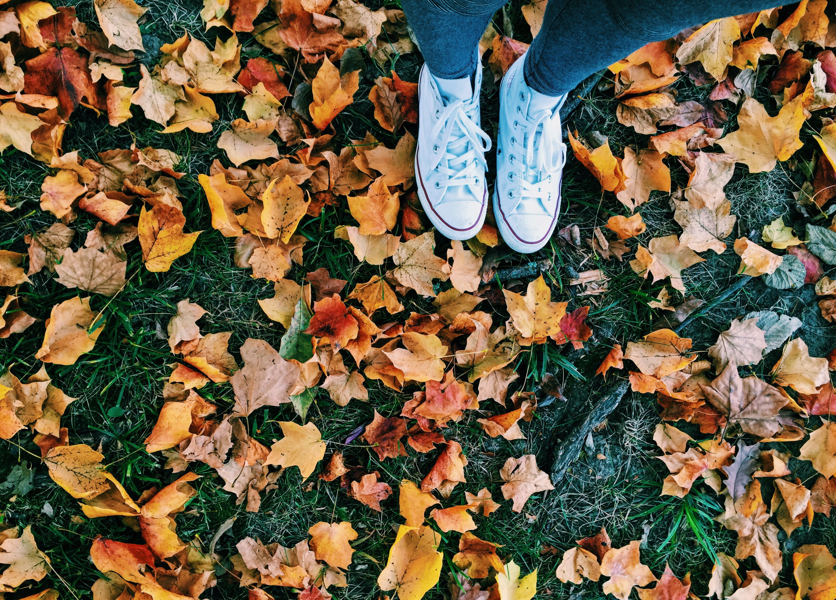 Meredith Kress converse and fallen leaves?width=698&height=466&fit=crop&auto=webp&dpr=4