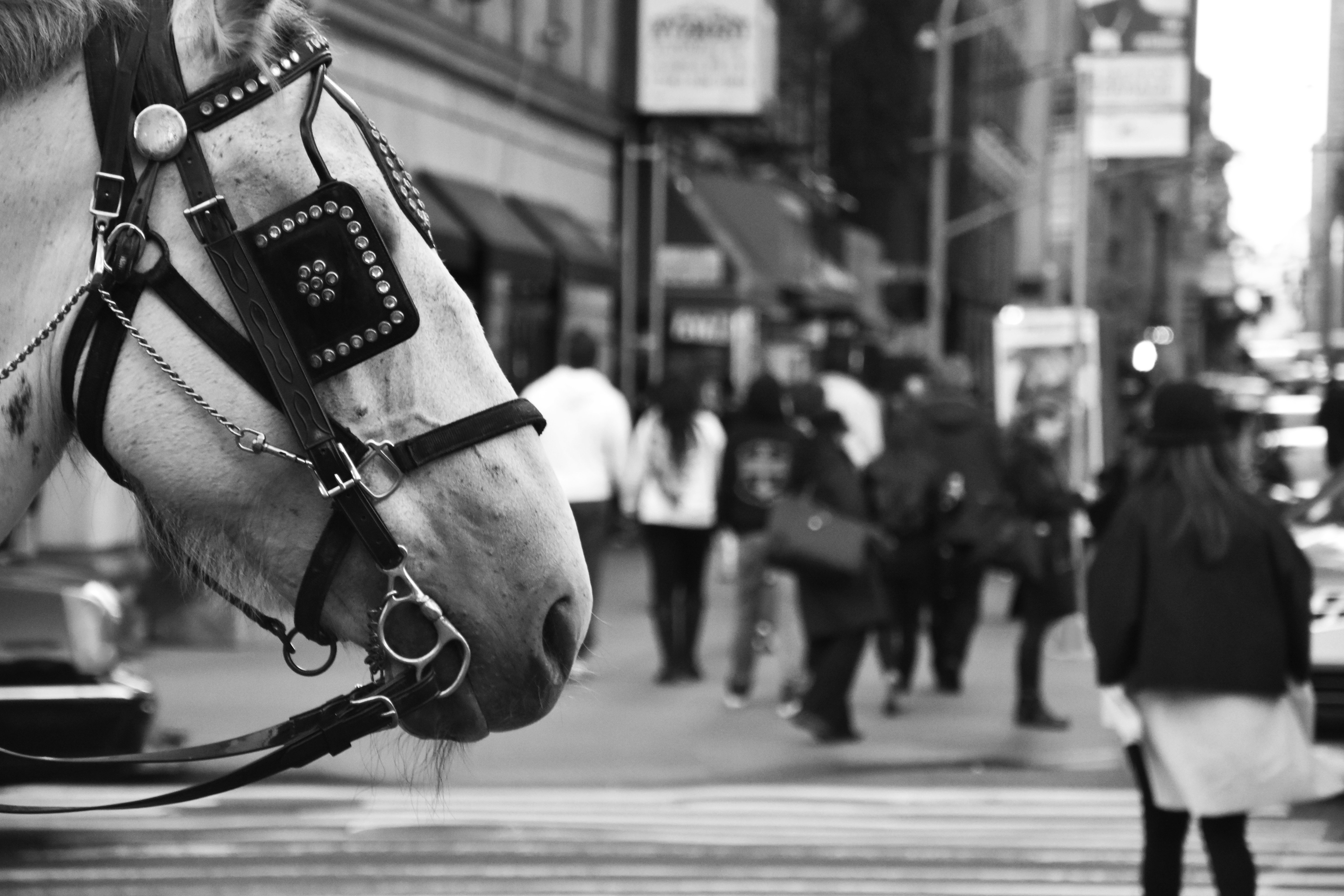 Horse At The Park B&W