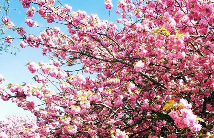 Nature Flowers Spring Pink