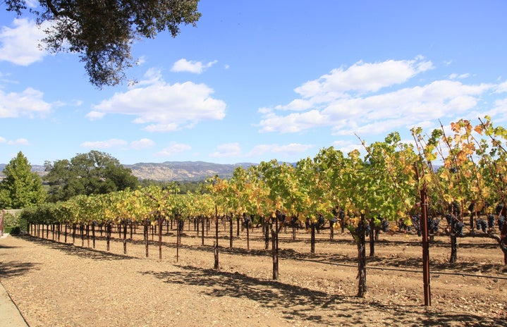 Vineyard Grapes