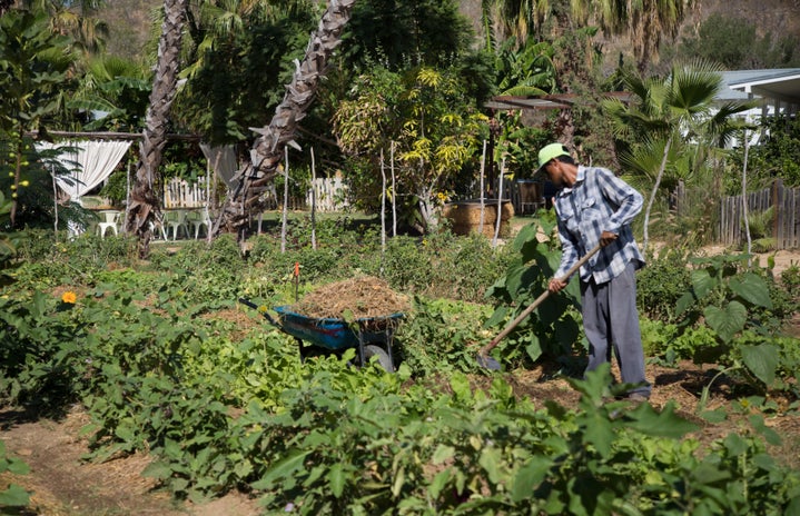 Male Farmer Farm