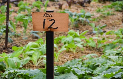 Farm Row 12 Produce