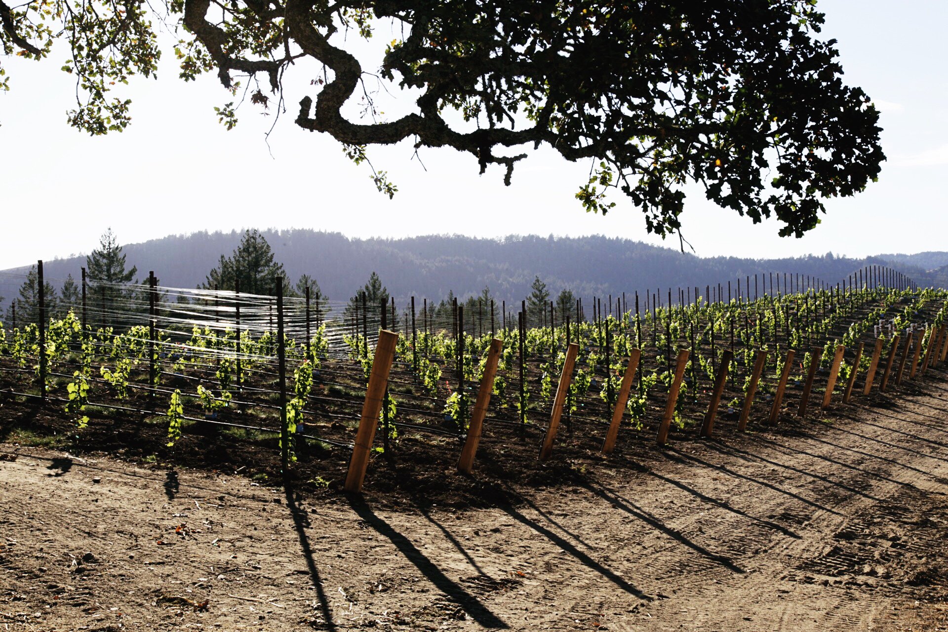 Alexandra R Vineyard?width=698&height=466&fit=crop&auto=webp&dpr=4