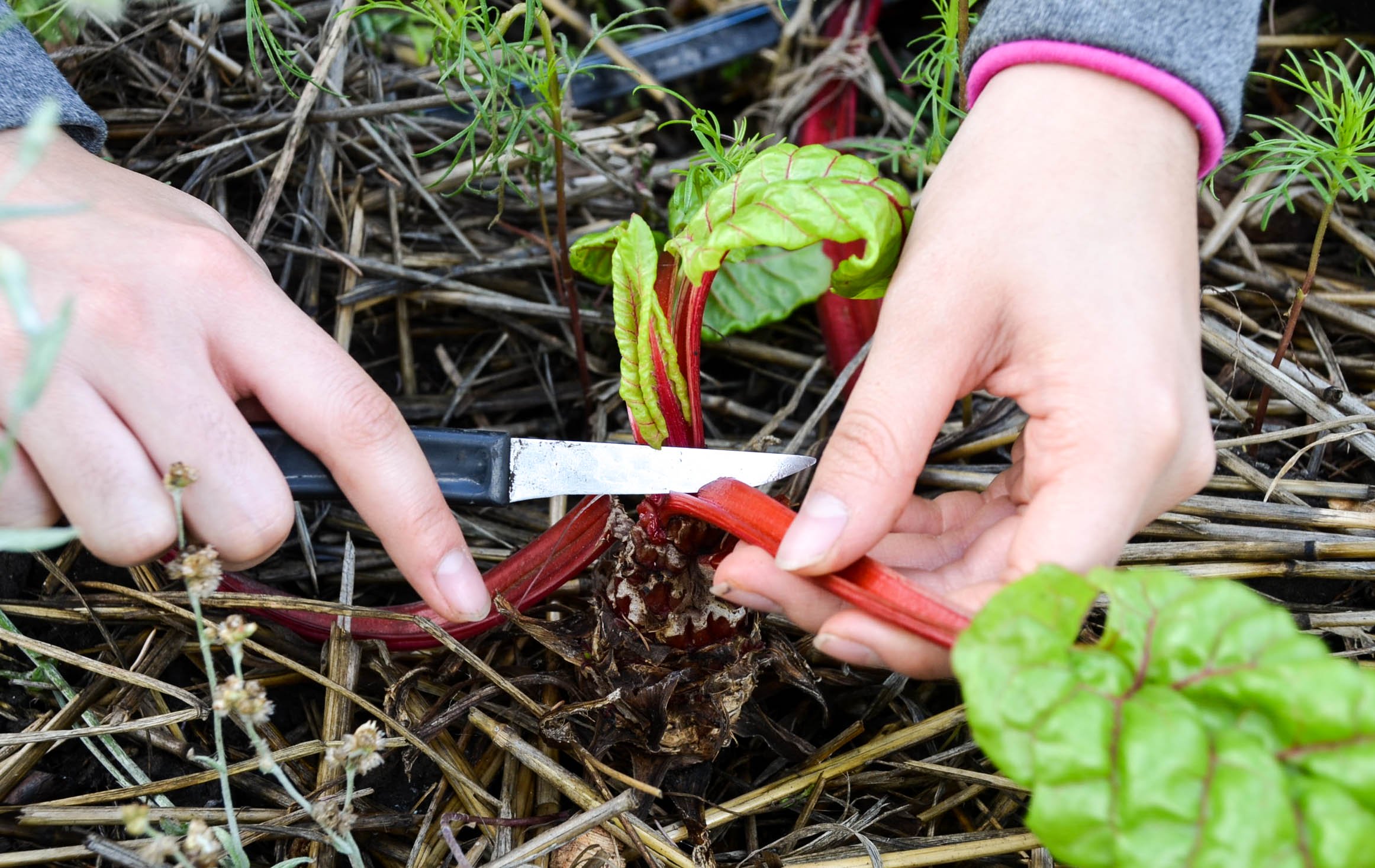 Jocelyn Hsu harvesting chard?width=698&height=466&fit=crop&auto=webp&dpr=4