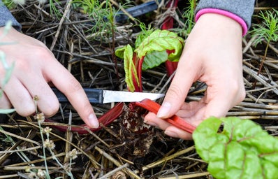 Harvesting Chard