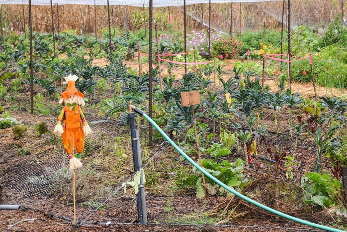 Jocelyn Hsu farm scarecrow?width=698&height=466&fit=crop&auto=webp