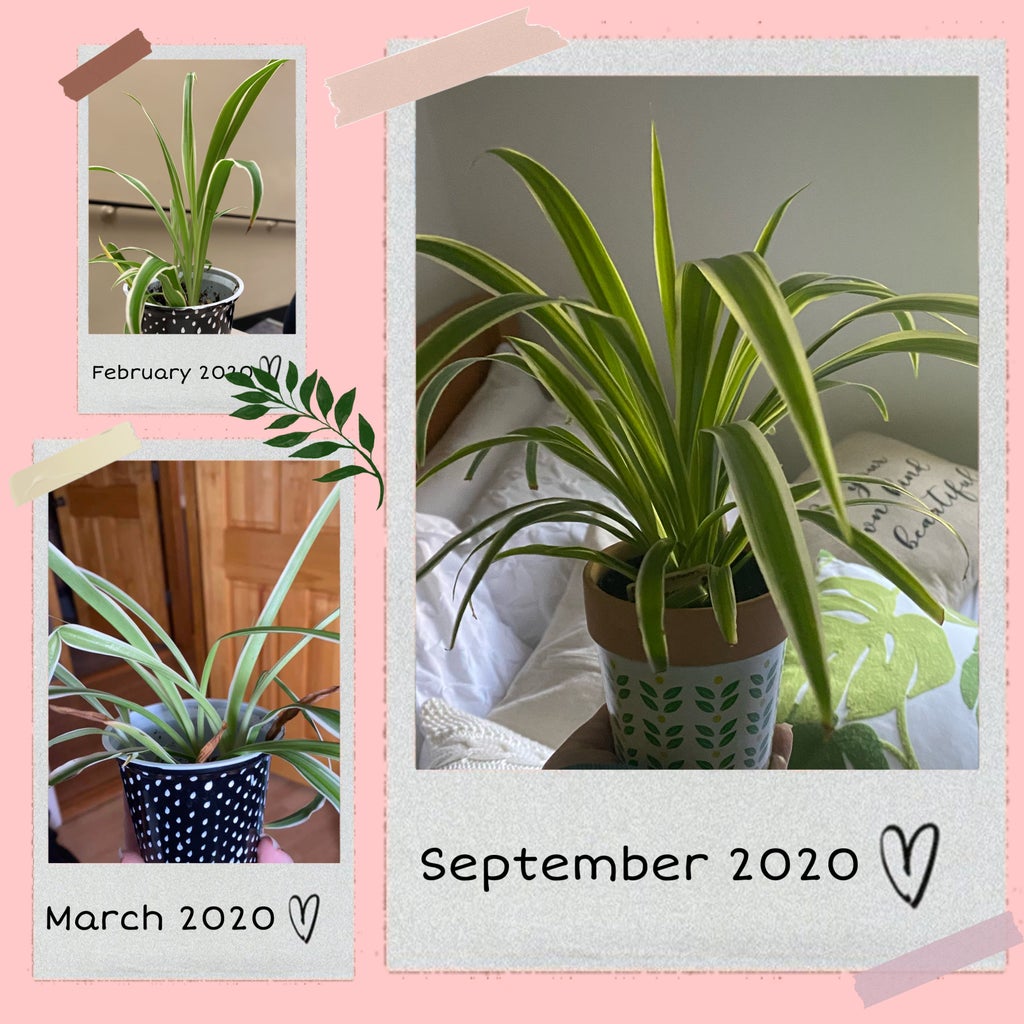 House Plant Collage