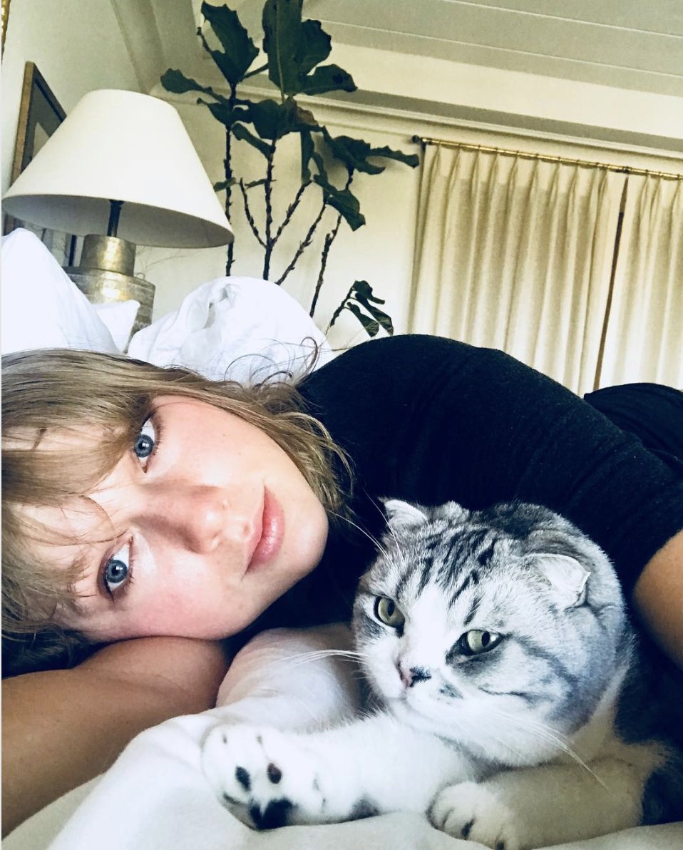 Taylor Swift Cats