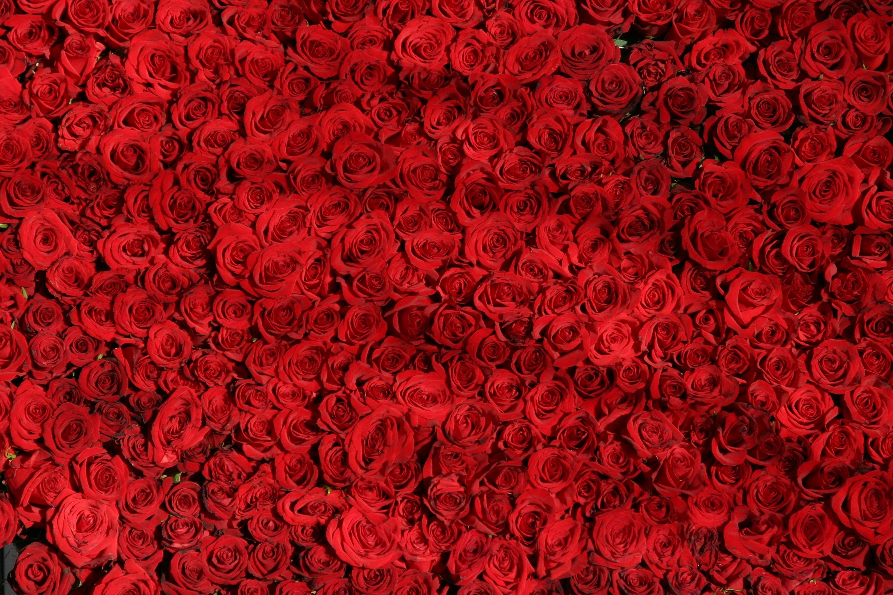 bed of roses