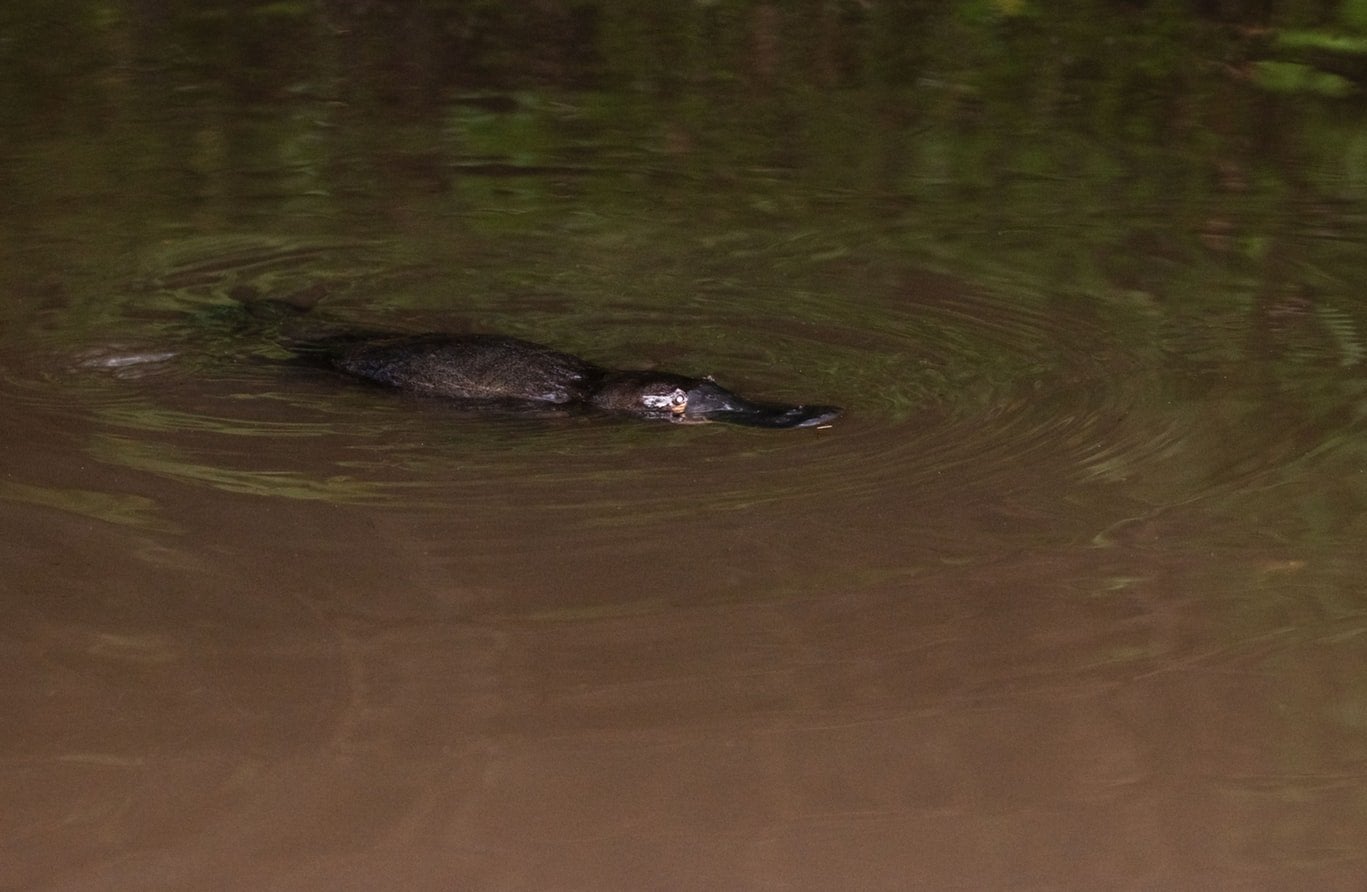 Platypus in the water