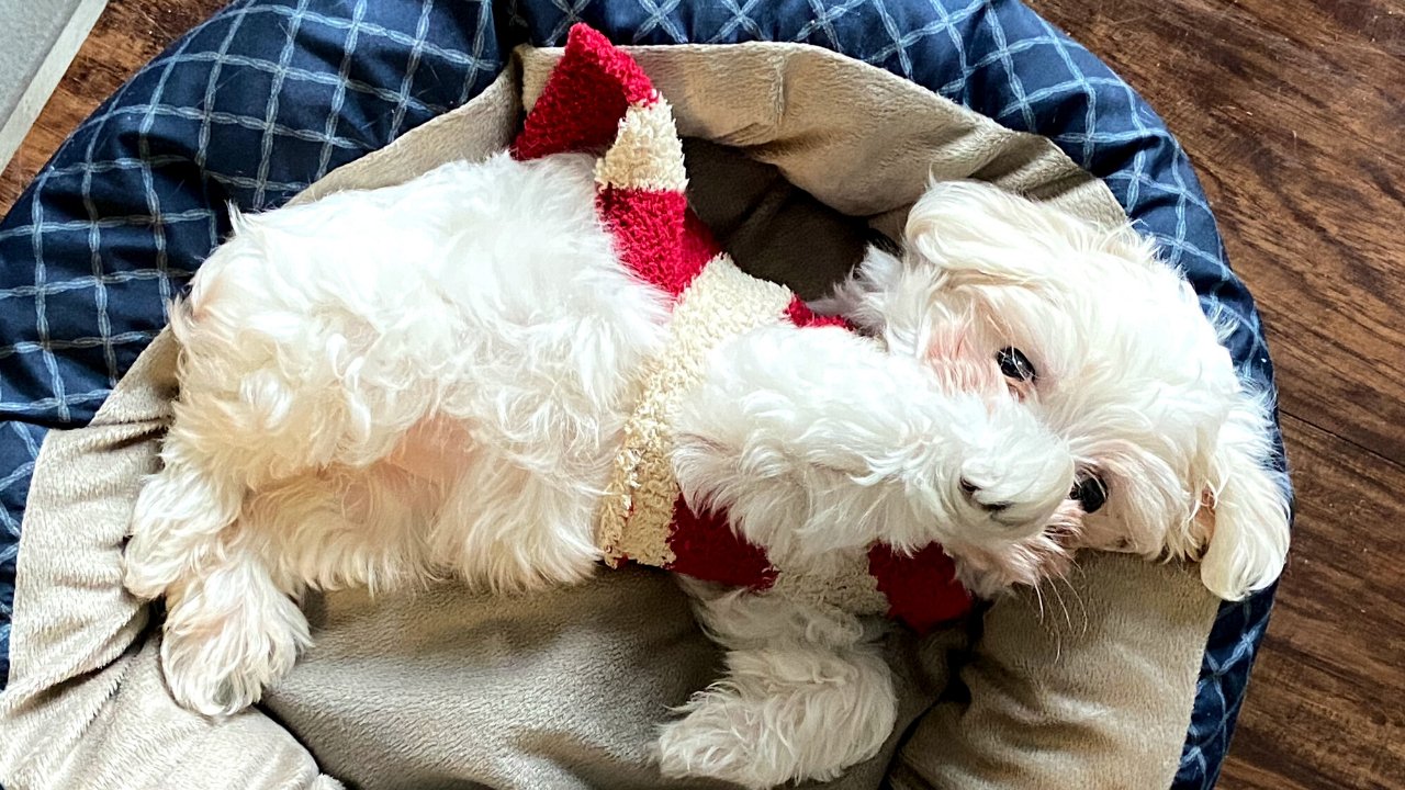 bear reppng by Leah Abounader?width=698&height=466&fit=crop&auto=webp&dpr=4