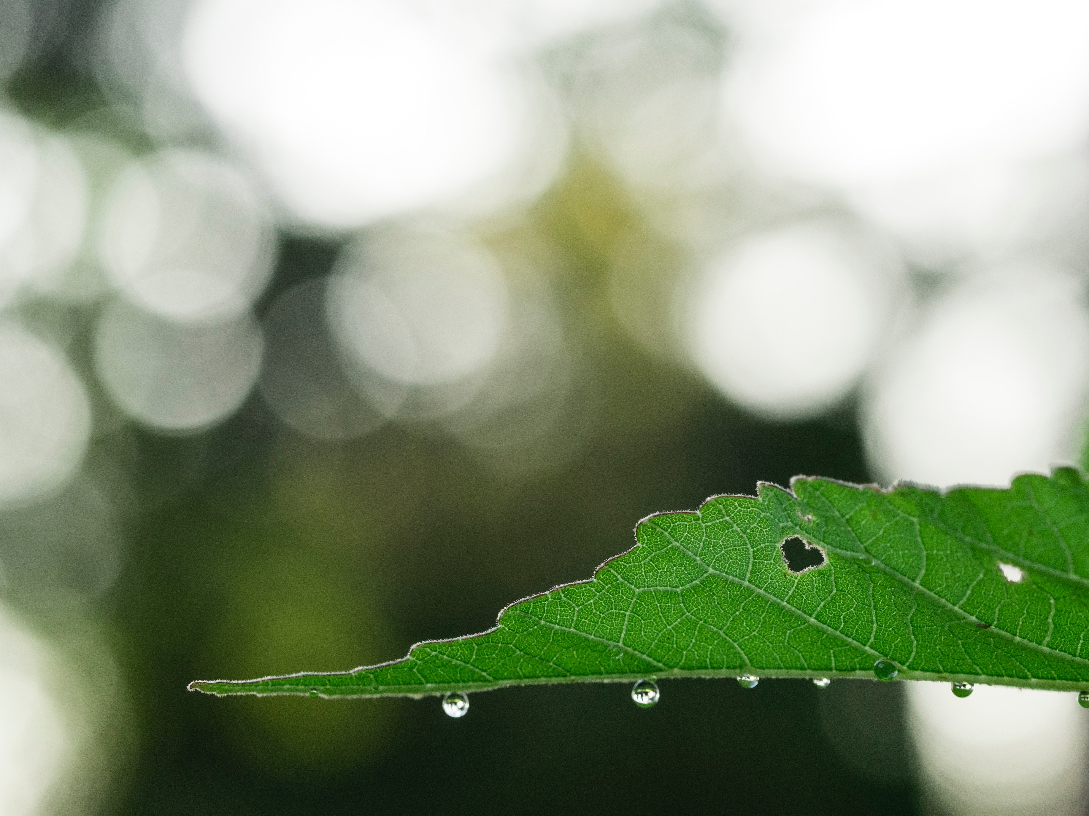 Leaf with water droplets