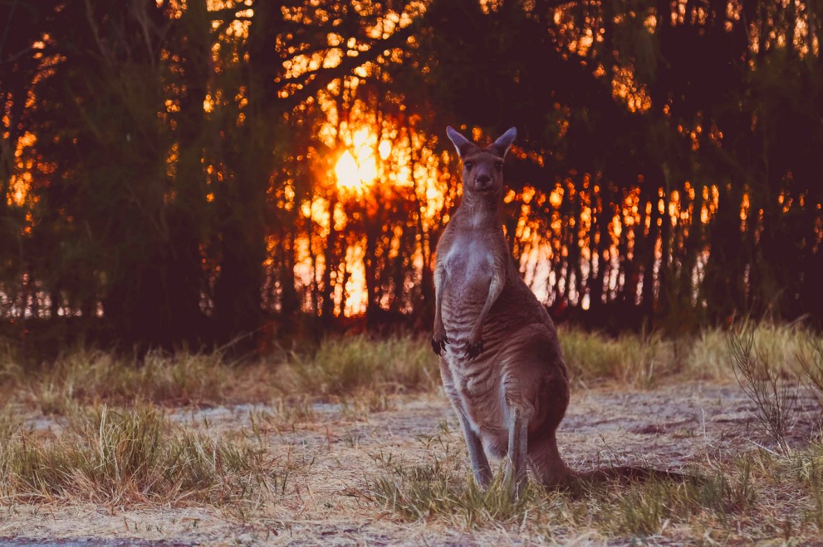 kangaroo in Australia