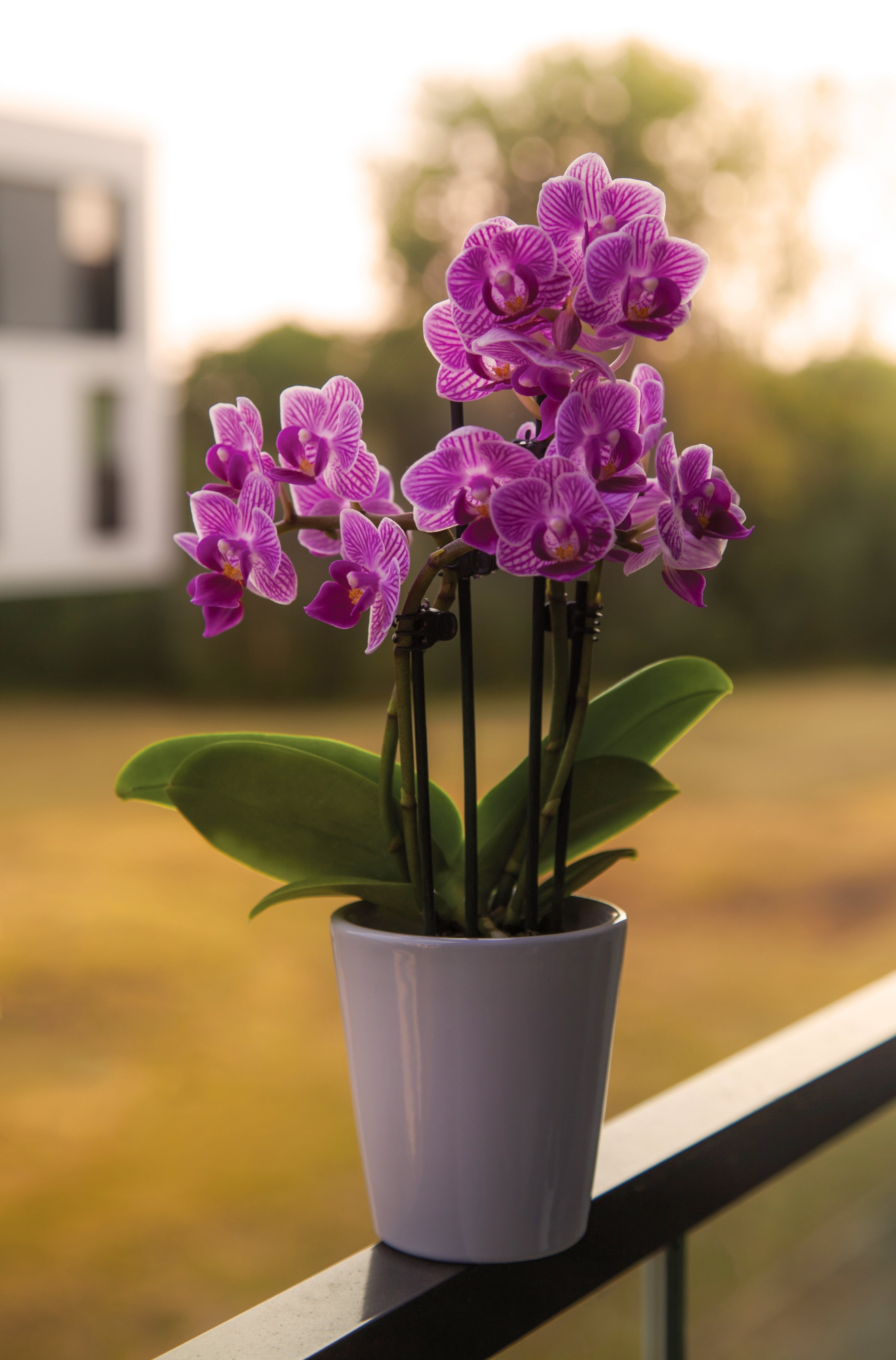 orchid plant