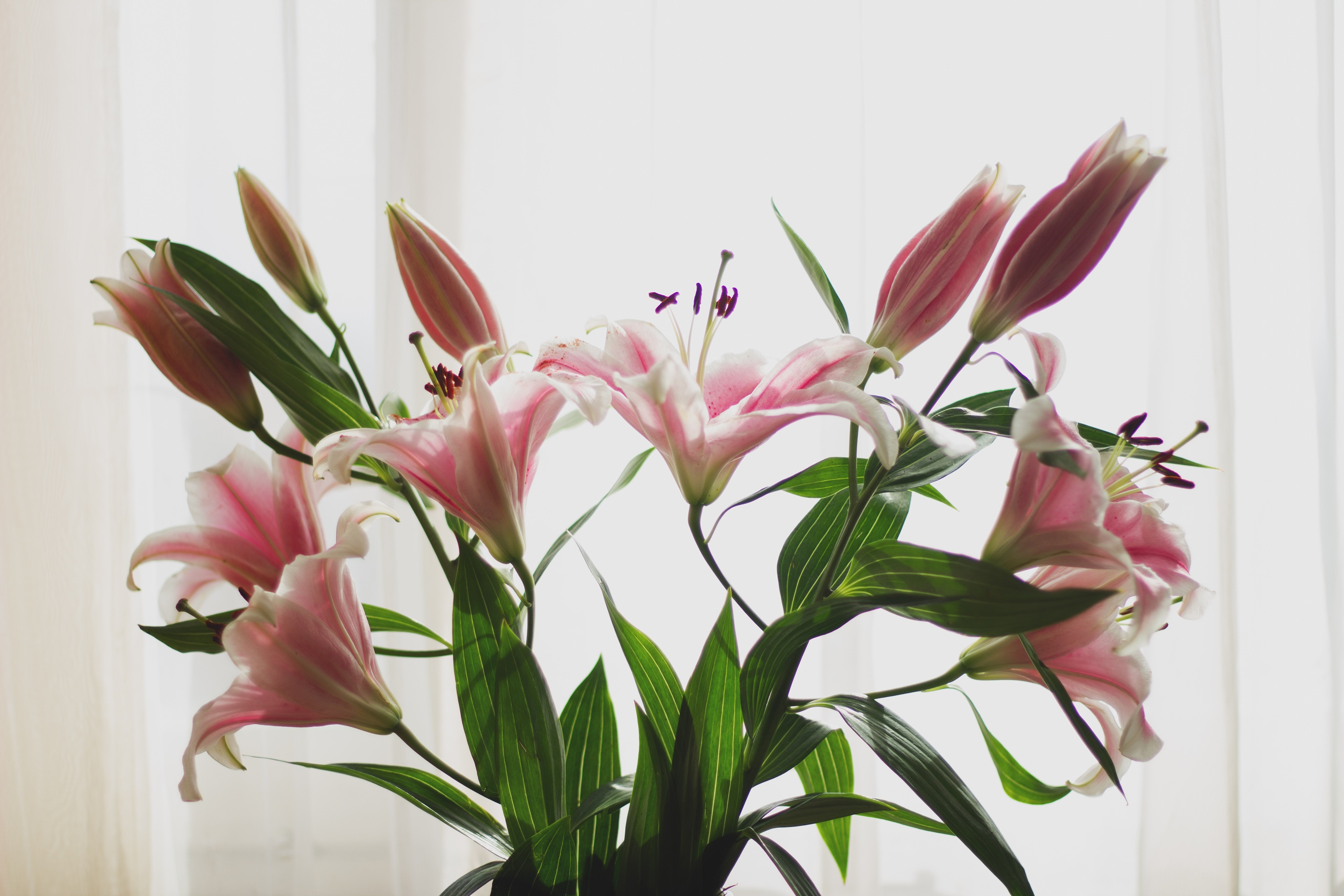 pink lilies