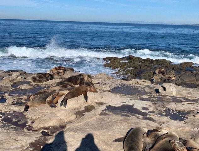 image of seals at beach in California