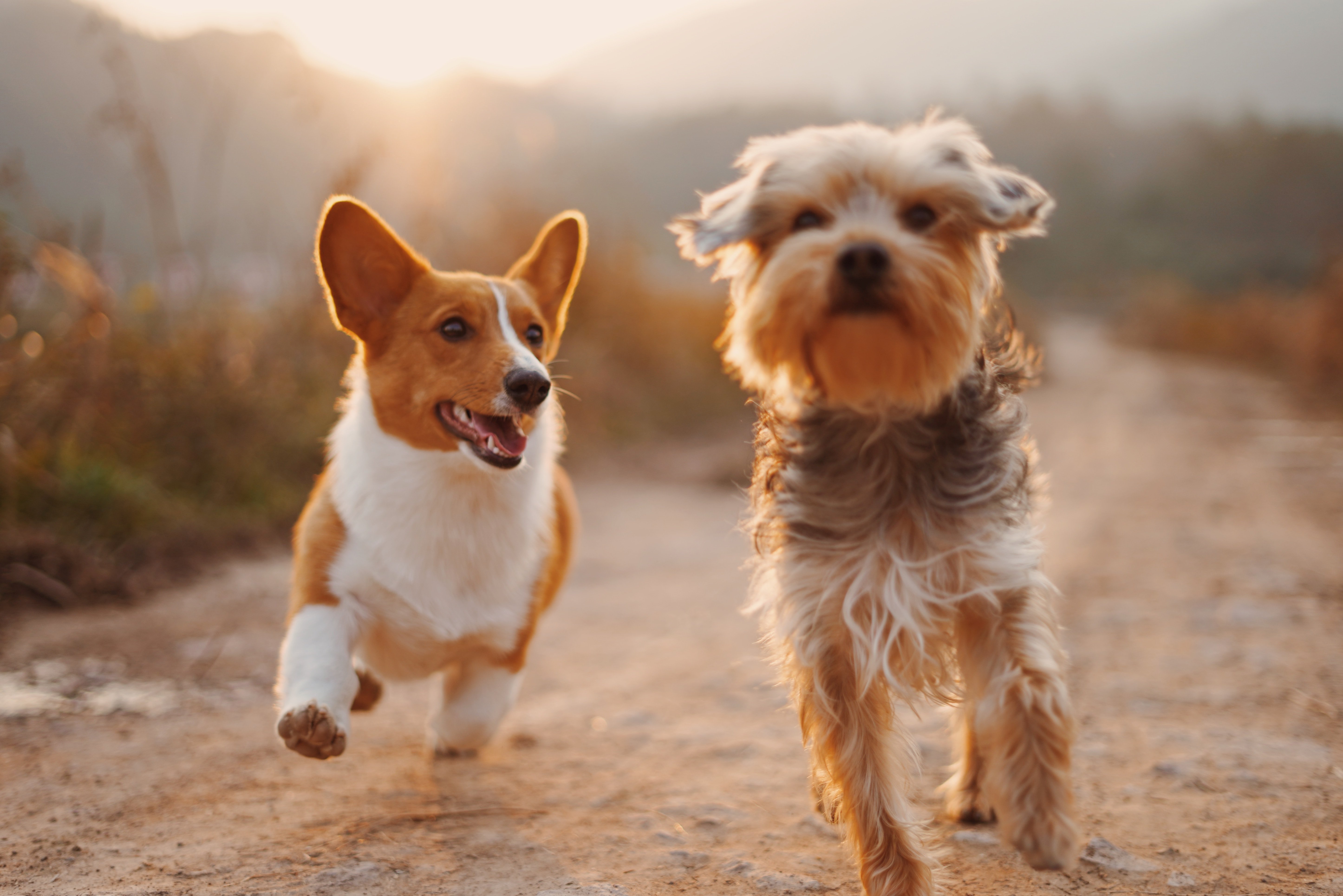 two dogs running at sunset?width=698&height=466&fit=crop&auto=webp&dpr=4