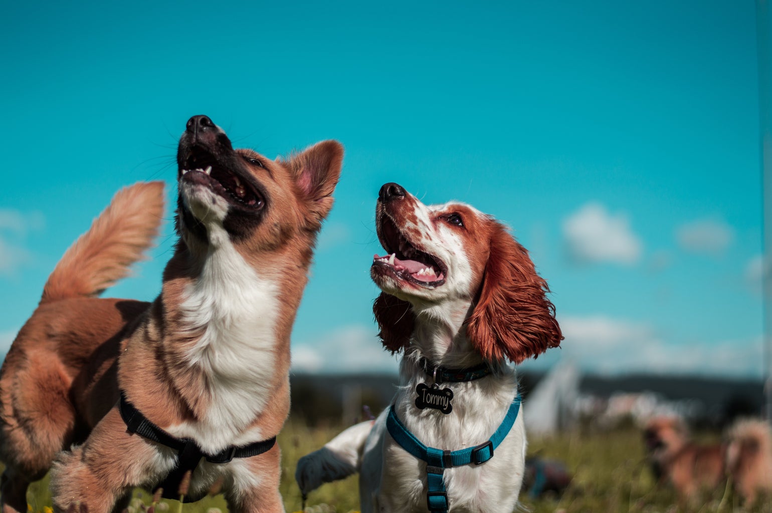 two brown and white dogs in a field outside