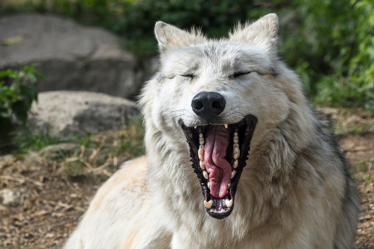 Wolf yawning
